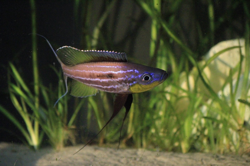 Benthochromis horii 'Mvuna Island'